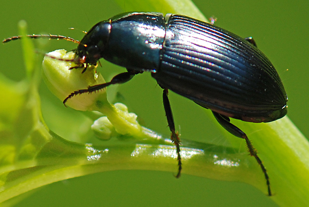 Carabidae su fiore da ID. Amara ovata